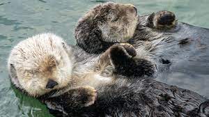 Sea otters at the vancouver aquarium the vancouver aquarium currently houses around 300 species of fish, almost 30,000 invertebrates, and 56 species of amphibians and reptiles. Skip The Line Vancouver Aquarium Ticket