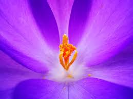 It is very popular to decorate the background of mac, windows, desktop or android device beautifully. Gambar Stok Gratis Dengan Warna Ungu 8000ff Pexels