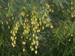 Also how long do you have to wait before applying a fungicide? Pin On Garden