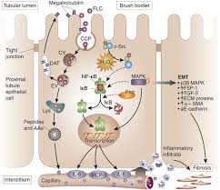 Interactions Of Free Light Chains Flcs With Proximal Tubule Download Scientific Diagram