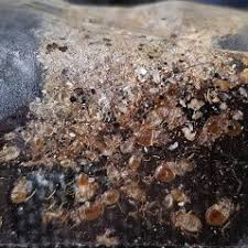 Our lakewood pest control service is designed to keep your pests under control. A To Z Pest Control 460 Faraday Ave Jackson Nj Pest Control Mapquest