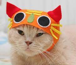 Cute Cat Hat Cat Hat Cat Obsession Cats With Hats