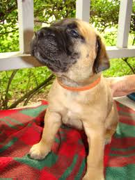 Find bullmastiff puppies and breeders in your area and helpful bullmastiff information. Boggy Creek Bullmastiffs Puppy Hall Of Fame Boggy Creek Bullmastiffs Bullmastiff Puppies For Sale