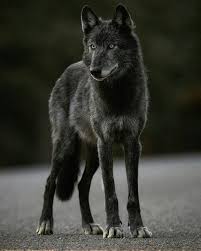 Beautiful Black And White Wolf Pictures Beautiful Black Wolf Wolfphotos Wolf Dog Wolf Photography Wolf Poses