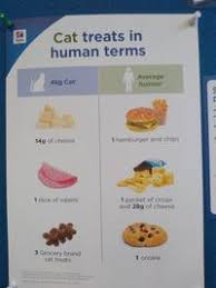 An image started circulating the web in november of a cat nibbling at a slice of salami, with this text: Cats Can Have A Little Salami Know Your Meme