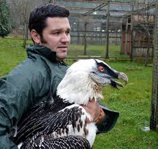 Creepy Bird With Big Eyes Bearded Vulture And Some Dude Pet Birds Birds Of Prey Beautiful Birds