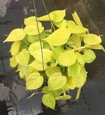 Philodendron Cordatum Neon Philodendron Plant Plants Yellow Plants