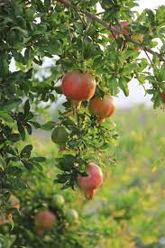 How To Grow Pomegranate Hunker Fruit Garden Fruit Plants Plant Cuttings
