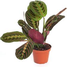 Image result for maranta