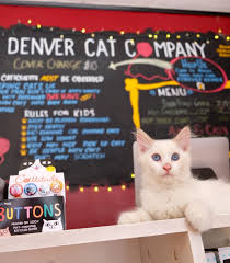 Most kittens these days are born outdoors & can hide. Denver Cat Company