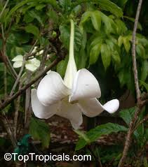 Image result for Turbina longiflora