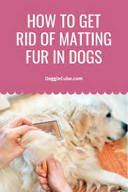 That's it for now, and i hope this helps you out with getting rid of any tangles, knots, and mats from your dog's hair. How To Get Rid Of Matting Fur In Dogs Doggie Cube In 2020 Dog Grooming Diy Matted Dog Hair Dog Grooming Tools
