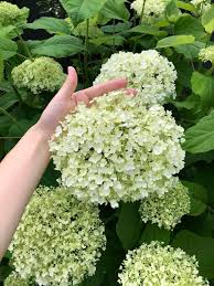 Check spelling or type a new query. Incrediball Hydrangea A Gardener S Guide To The Improved Annabelle Flowering Shrub By Proven Winners Home For The Harvest
