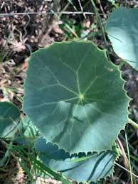 Image result for Senecio oxyriifolius