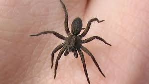 Mouse spider (missulena) mouse spider. The Most Dangerous Spiders Found In Canada And What You Need To Know Ctv News