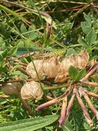 Image result for Clutia hirsuta