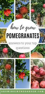 Hand drawn organic fruit with blossoms and palm leaves. How To Grow Pomegranates Growing In The Garden