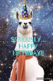 Happybirthday Birthday Alpaca Happy Birthday Llama Happy Birthday Meme Birthday Humor