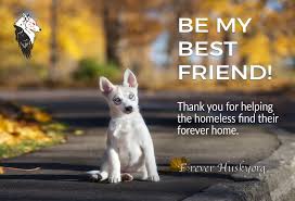 Husky puppies for adoption are loveable, but they do not work beatific gifts. Pets For Adoption At Forever Husky Il In Crystal Lake Il Petfinder