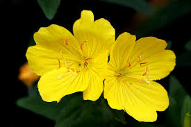 Maybe you would like to learn more about one of these? Evening Primrose 1080p 2k 4k 5k Hd Wallpapers Free Download Wallpaper Flare