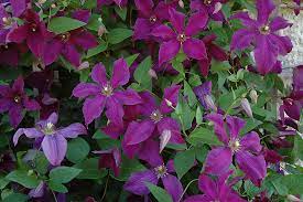 Blooming from midsummer to early fall, this vigorous and extremely floriferous clematis has a healthy, robust presentation and a good resistance. Polish Spirit Clematis Clematis Polish Spirit In Burlington Waterdown Dundas Ontario Ontario On At Connon Nurseries