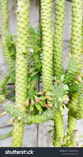 Image result for Monadenium lugardiae