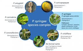 Image result for Pseudomonas syringae