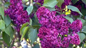Last but not least as a bonus: 10 Fragrant Flowers For Your Garden Garden Gate
