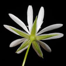 Image result for Lophiocarpus tenuissimus