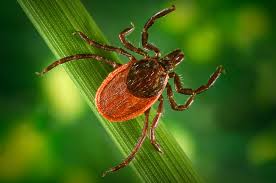 What Is Lyme Disease New Findings Deepen The Mystery