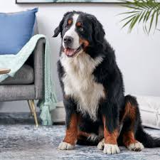 We have males and females. Bernese Mountain Dog Full Profile History And Care