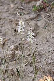 Image result for Polygala albida