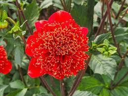 Image result for Dahlia sp. (cultivar)