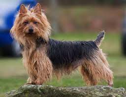 Boil water for hot beverages, soups and more in a kettle from kitchenaid. Uber Uns Lesnoys Australian Terriers Webseite