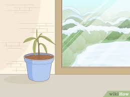 In a container, place fertile soil. How To Plant A Mango Seed With Pictures Wikihow