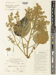 Image result for Aleurites