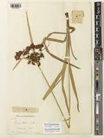 Image result for Cyperus glaucophyllus