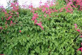 Image result for Antigonon leptopus