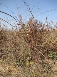 Image result for Strophanthus sarmentosus