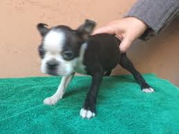 This adorable aca boston terrier puppy is looking for a loving furever home! Boston Terrier Puppy Dog For Sale In San Diego California