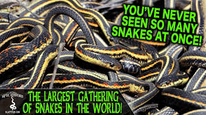 We did not find results for: The Largest Gathering Of Snakes In The World Narcisse Snake Dens Manitoba Canada Youtube