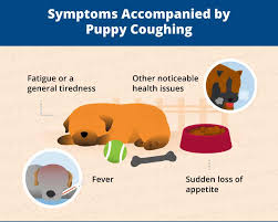 These are microscopic parasites that. Common Causes Of Puppy Coughing Canna Pet