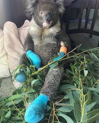 Koala On Instagram Please Share With Your Followers Meet Billy Billy Was Brought Out Of The Bushfire Zone On Koala Koala Bear Interesting Animals