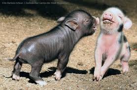 Pin By Gary Hudson On Animal Love Baby Animals Baby Pigs Cute Baby Animals