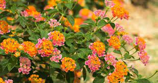 Lantana Flowers Deliver Vivid Summer Color In The Sun