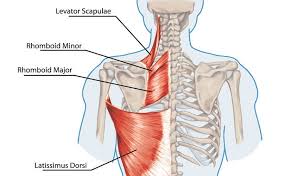 You have a right and. Trapezius Muscle The Definitive Guide Biology Dictionary