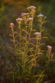 Image result for Pimpinella afra