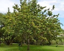 Image result for Blighia