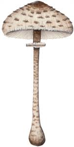 Peut on congeler des coulemelles. Coulemelle Ou Lepiote Elevee Macrolepiota Procera Un Excellent Champignon