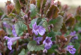 We did not find results for: Ground Ivy Identify And Control Control This Weed